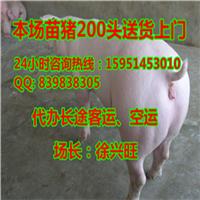【义县最新生态猪价格】价格,厂家,猪