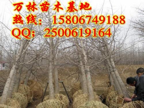 【山西稷山县哪里有卖8公分国槐树苗的】价格